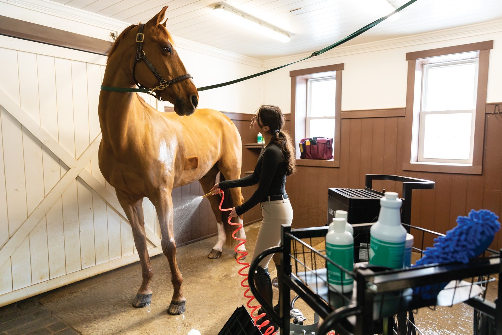 Rinsing a horse's legs after turnout