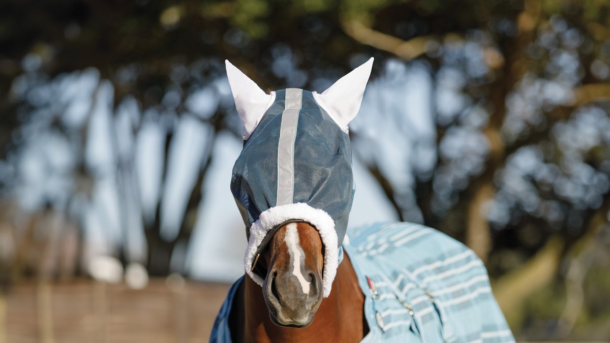 A horse wearing a fly mask with ears, front view