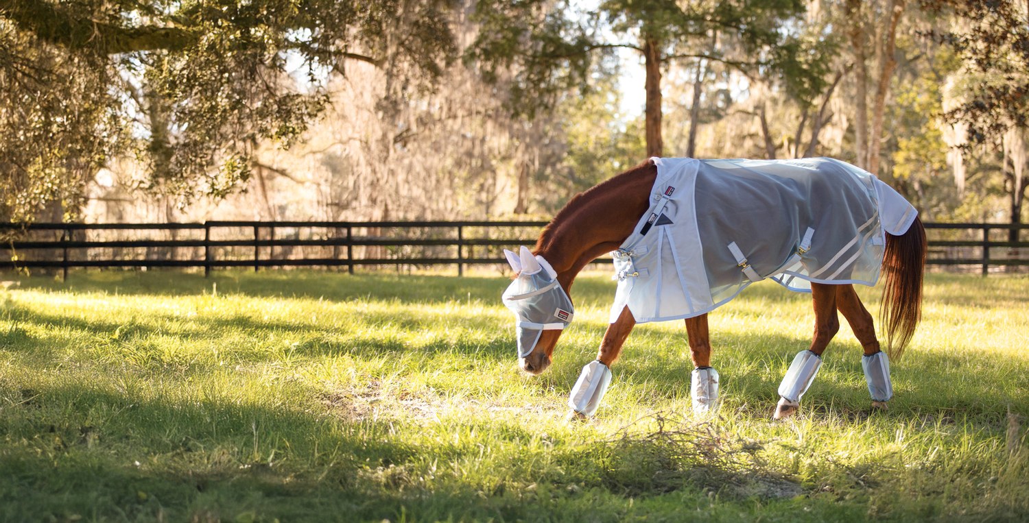 A horse in a full fly sheet, fly mask, and fly boots