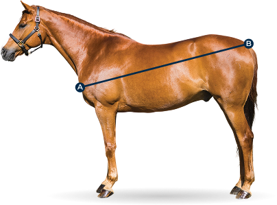 How to measure your horse from chest (A) to tail (B)