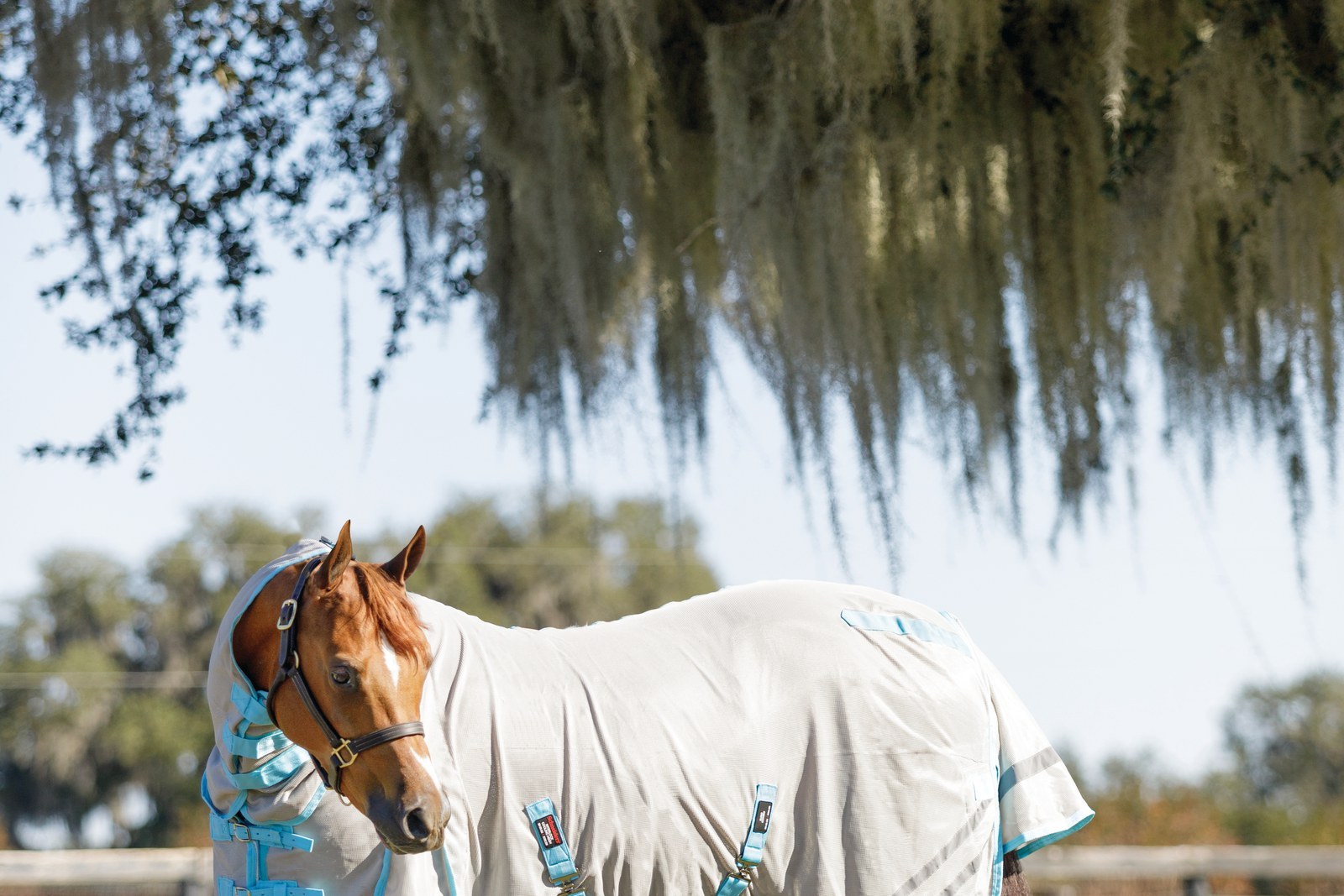 A horse grazing in a mesh fly sheet on turnout