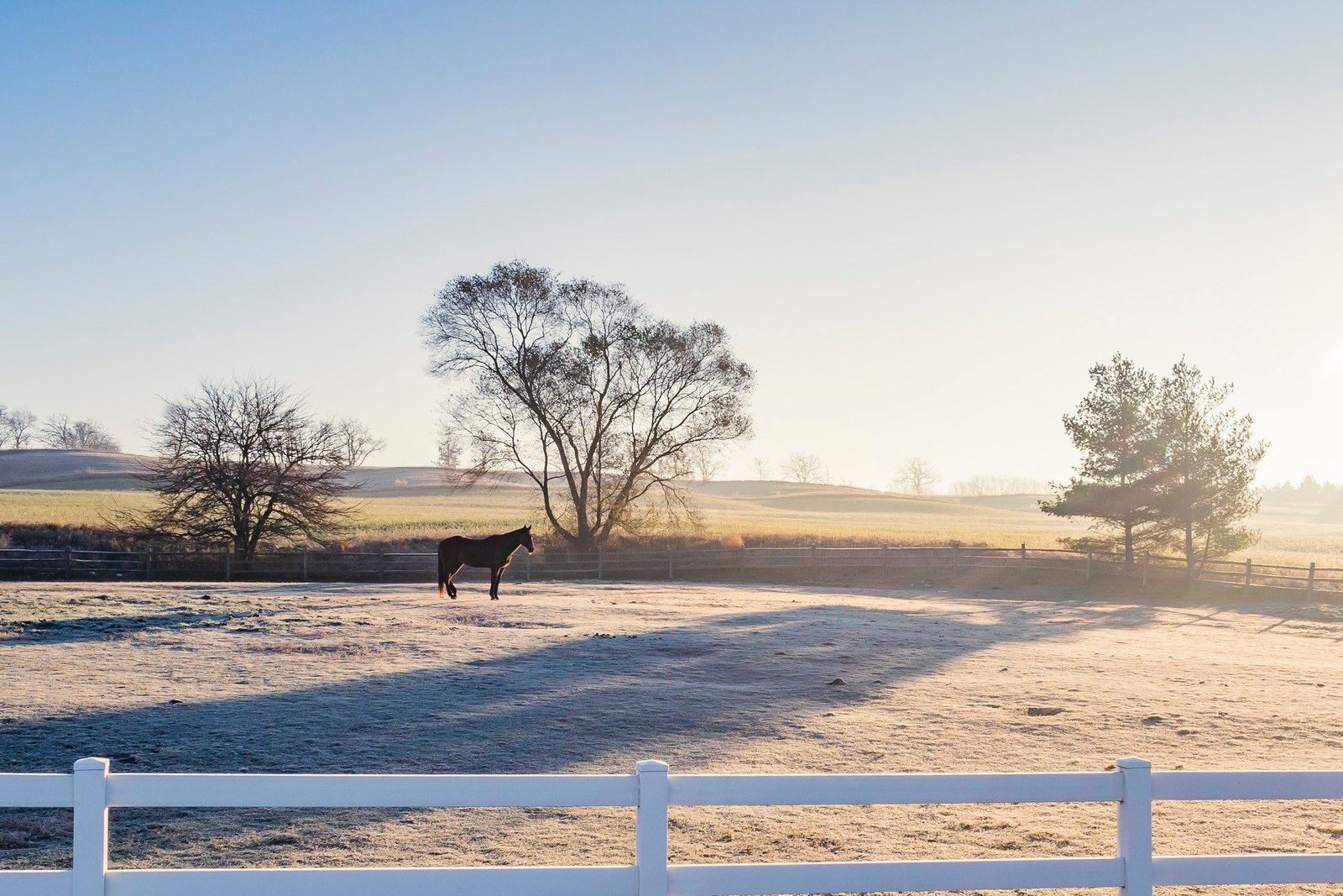 Horses grazing in an autumn pasture
