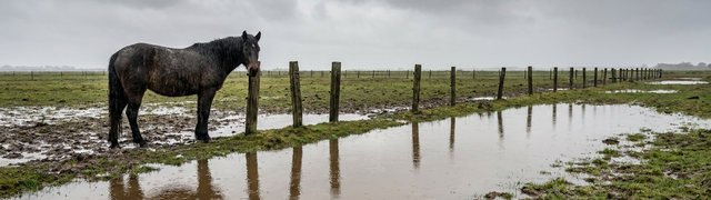 When the Skies Open: Wet & Flooded Pastures