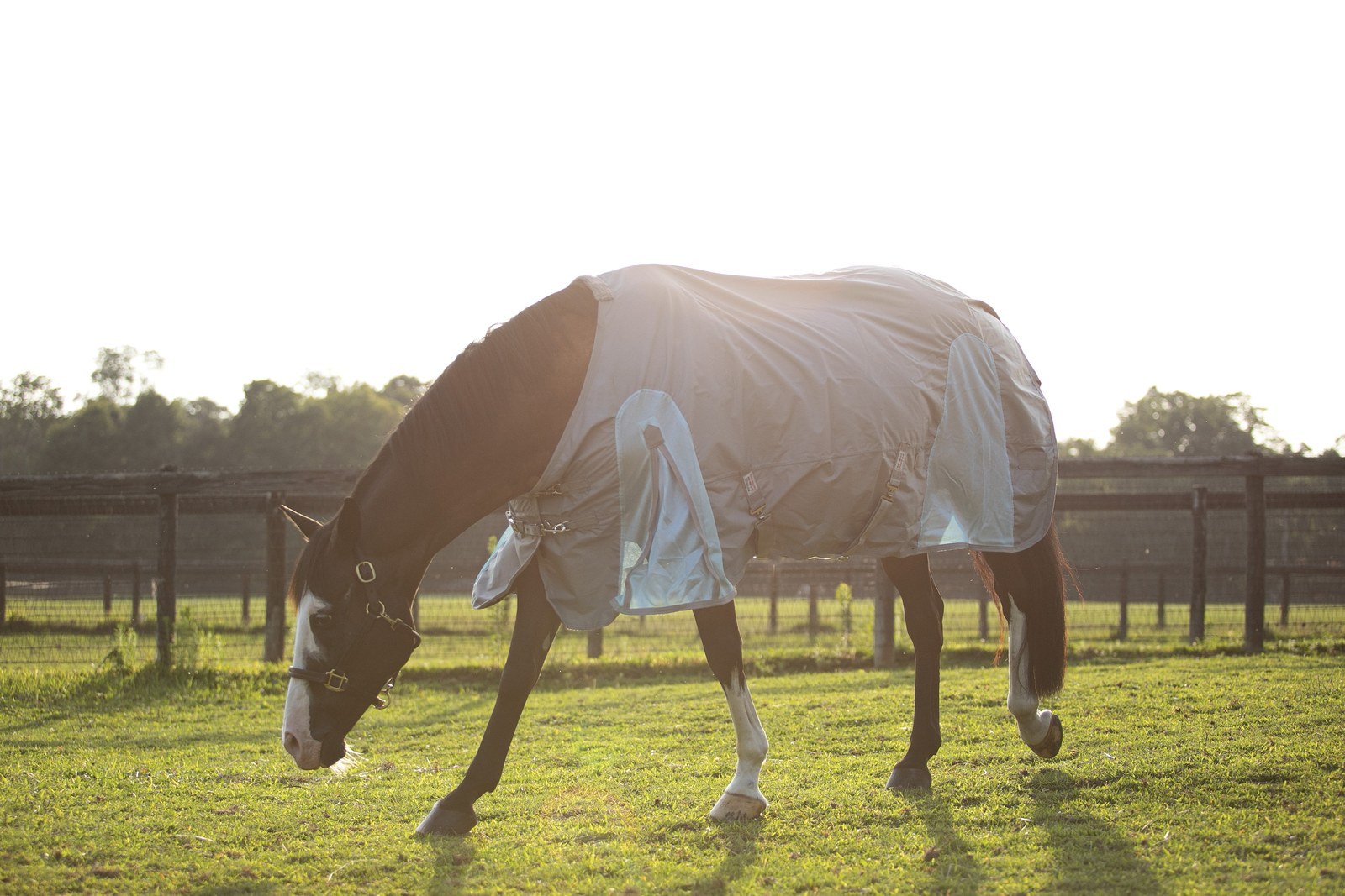 A horse grazing in a waterproof turnout sheet in late-day light