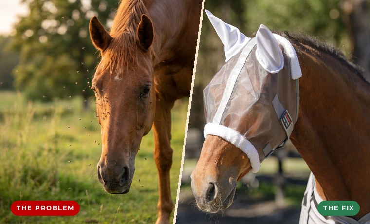 Left: a horse in a fly sheet with a bare, fly-bitten face. Right: a horse protected in a Schneiders fly mask.
