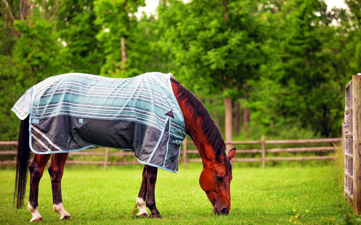 A horse in a well-fitted fly sheet grazing in turnout, shown in side profile