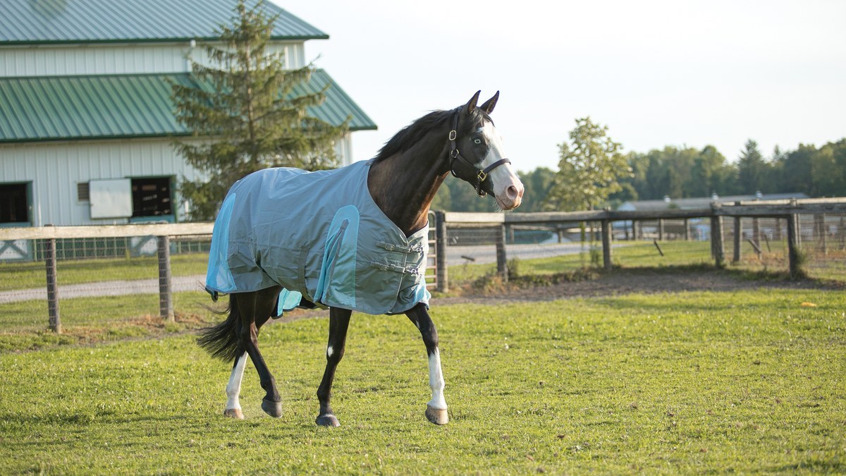 A horse in a turnout blanket in a cold-weather paddock