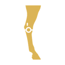 Horse lower leg with joint highlighted