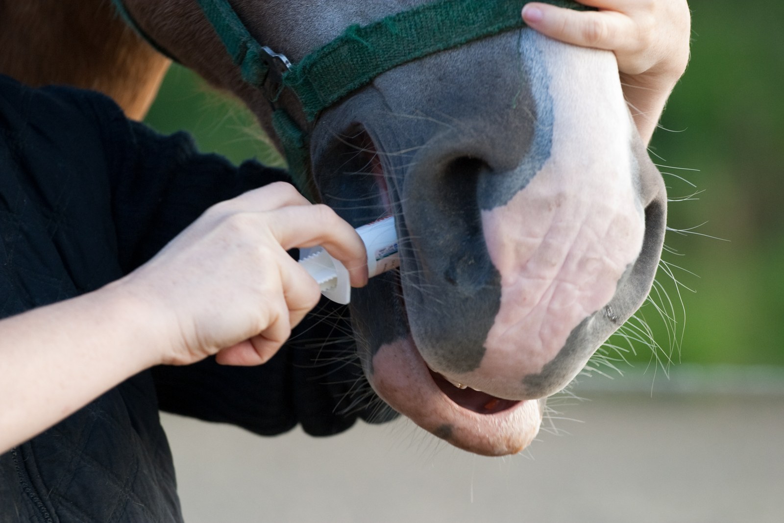 Deworming a horse with an oral paste syringe