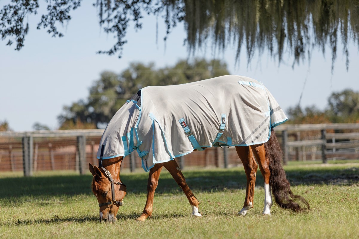 A horse grazing in a mesh fly sheet on a warm fall afternoon