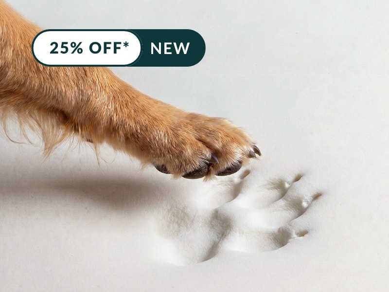 Paw-approved support