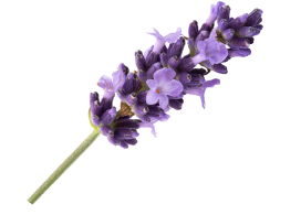 Image of a lavender
