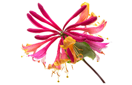 Image of a HONEYSUCKLE