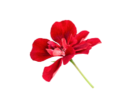 Image of a GERANIUM