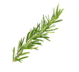 Image of a ROSEMARY
