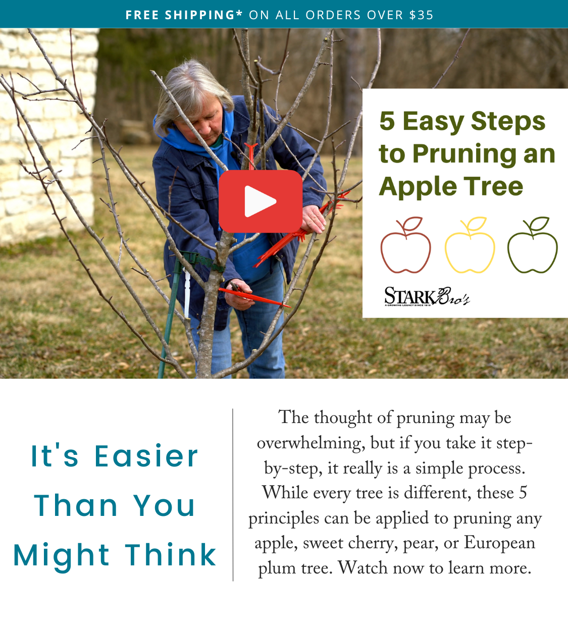🍎🌳 How to Prune an Apple Tree in 5 Easy Steps Stark Bro's