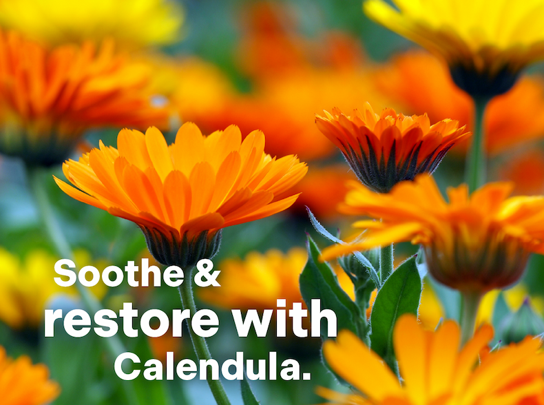 Soothe and restore with Calendula