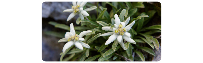 The benefits of Edelweiss sunscreen