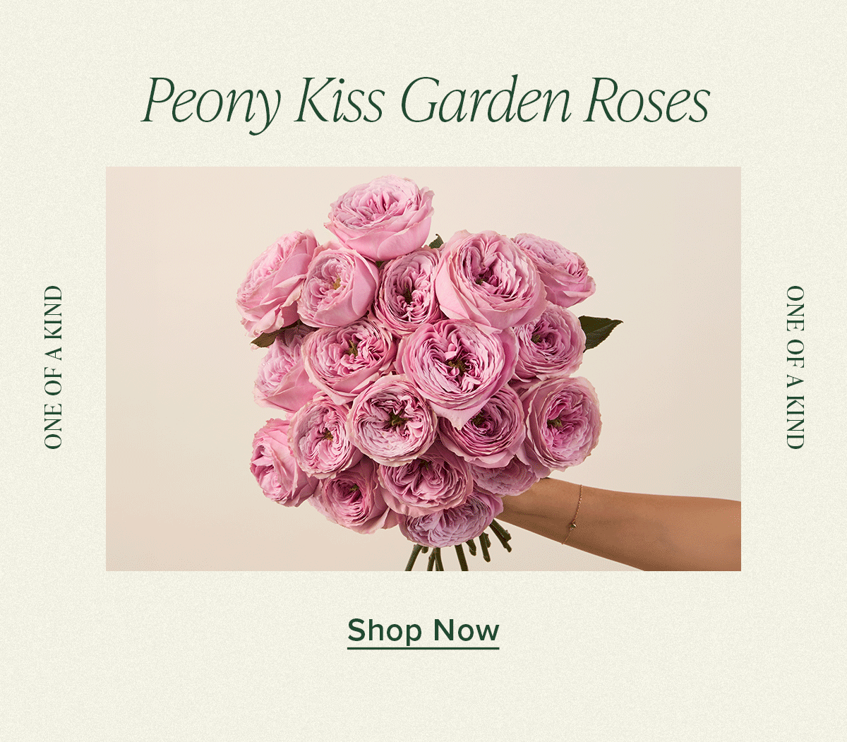 Shop the one of a kind: Peony Kiss Garden Roses