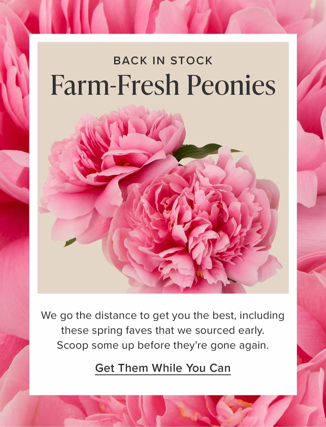 Back in Stock: Farm-Fresh Peonies. We go the distance to get you the best, including these spring faves that we sourced early. Scoop some up before they're gone again. Get Them While You Can. 