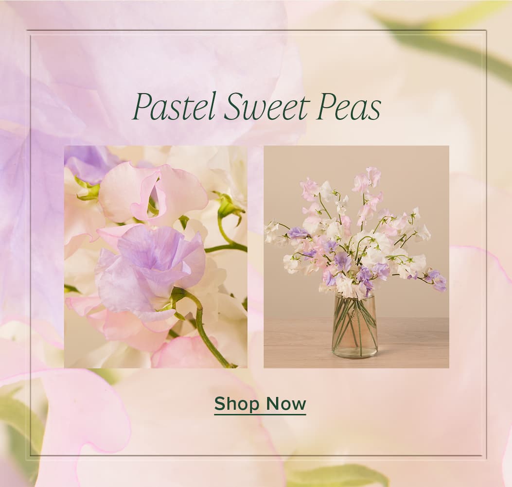 Shop Pastel Sweet Peas