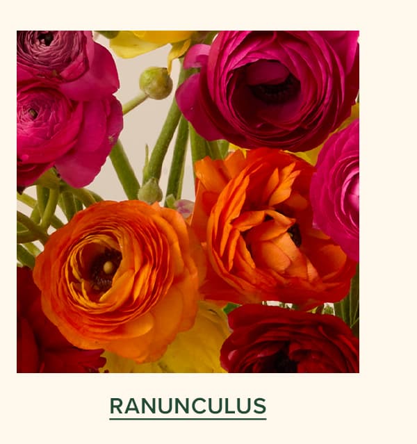 Ranunculus