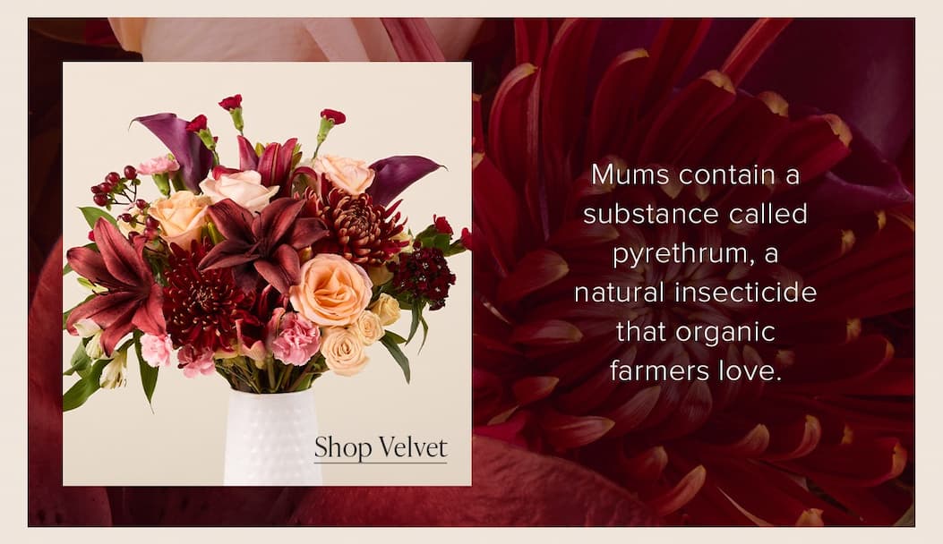 Mums contain a substance called pyrethrum, a natural insecticide that organic farmers love. Order the mum inclusive Velvet Bouqs. 