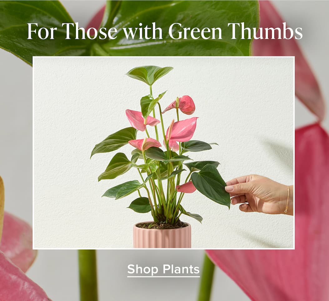 For Those with Green Thumbs. Shop Plants