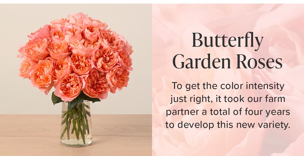 Butterfly Garden Roses To get the color intensity just right, it took our farm partner a total of four years to develop this new variety.