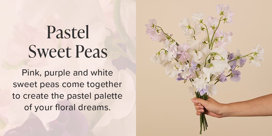 Pastel Sweet Peas Pink, purple and white sweet peas come together to create the pastel palette of your floral dreams.