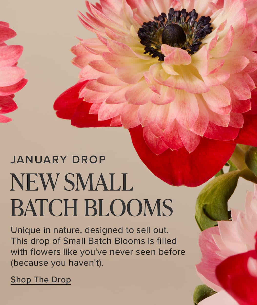 NEW Small Batch Blooms: January Drop. Unique in nature, designed to sell out. This drop of Small Batch Blooms is filled with flowers like you've never seen before (because you haven't). Shop The Drop. 