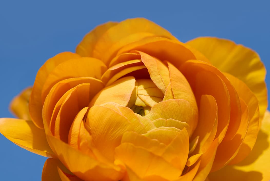 Image of ranunculus