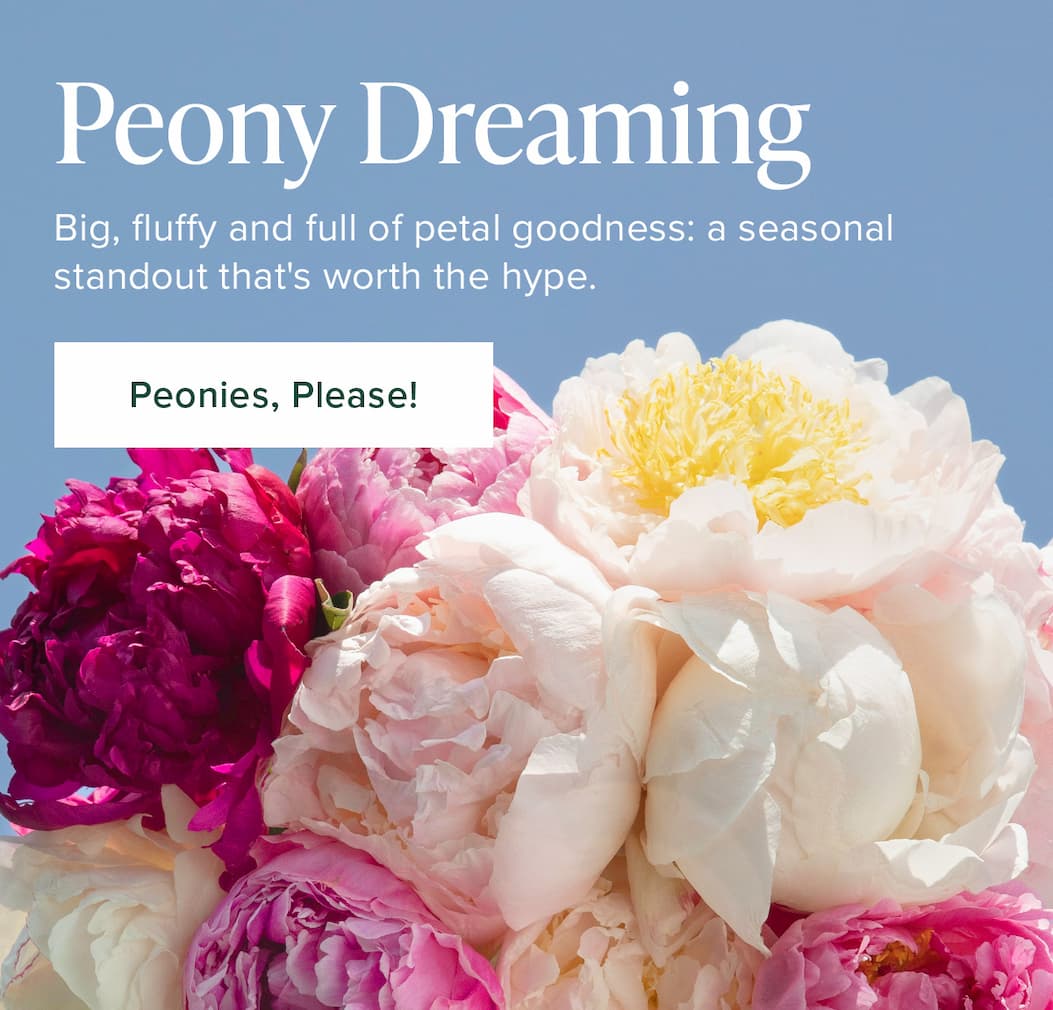 Peony Dreaming. Big, fluffy and full of petal goodness: a seasonal standout that's worth the hype. Peonies, Please!