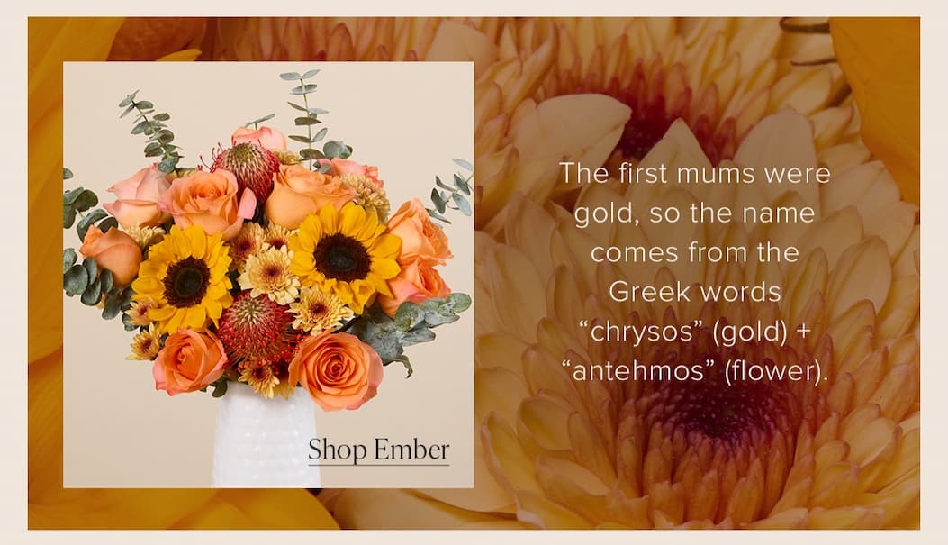 The first mums were gold, so the name comes from the Greek words "chrysos" (gold) + "antehmos" (flower). Order the mum inclusive Ember Bouqs. 