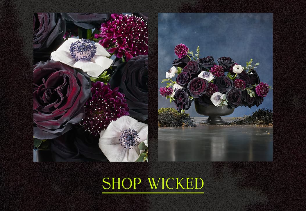 Shop Wicked
