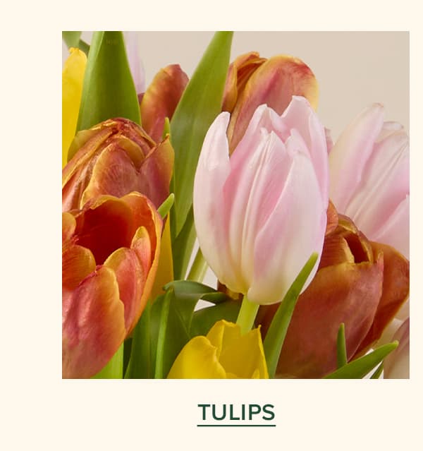 Tulips