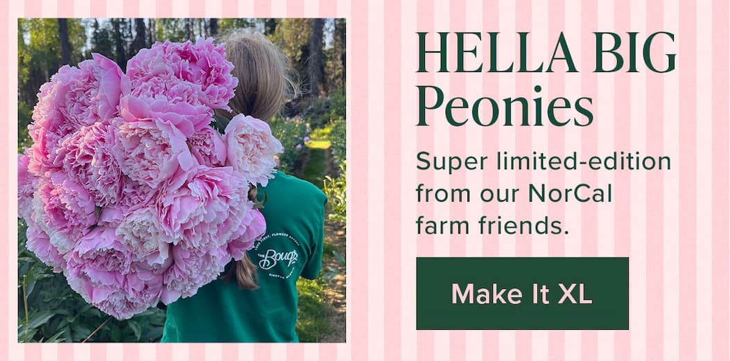 HELLA BIG Peonies - Super Limited-edition from our NorCal farm friends. Make it XL