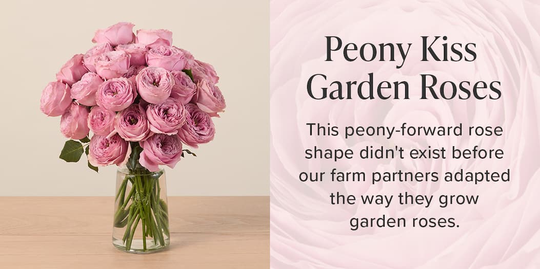 Peony Kiss Garden Roses This peony-forward rose shape didn't exist before our farm partners adapted the way they grow garden roses. 