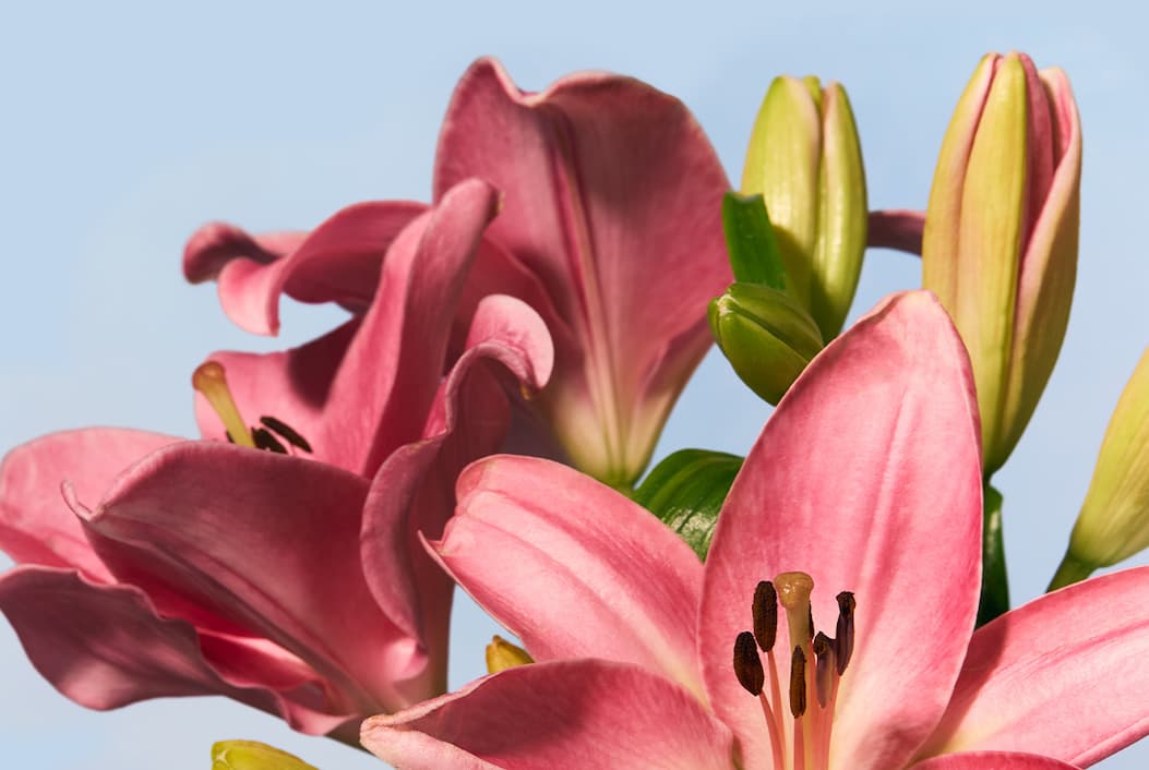 Image of lilies