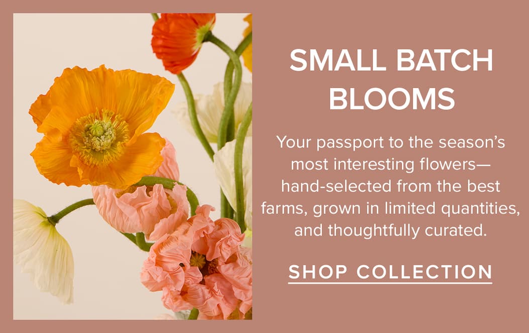 Small Batch Blooms. Your passport to the season's most interesting flowers—hand-selected from the best farms, grown in limited quantities, and thoughtfully curated. Shop Collection