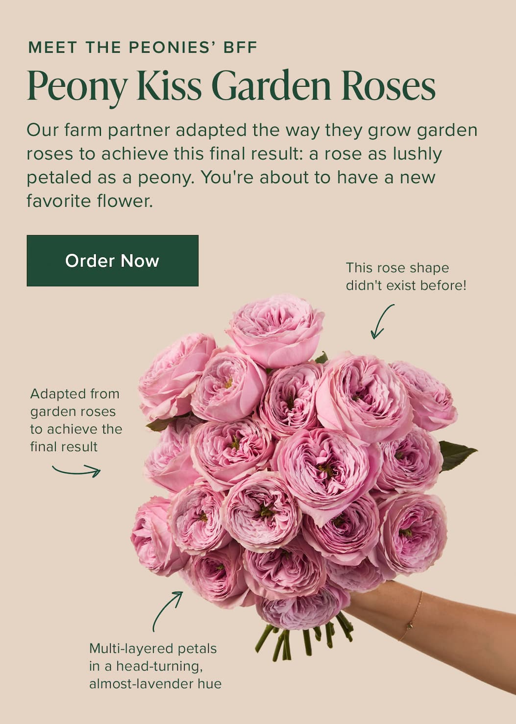Meet the Peonies' BFF: Peony Kiss Garden Roses. Our farm partner adapted the way they grow garden roses to achieve this final result: a rose as lushly petaled as a peony. You're about to have a new favorite flower. Order Now