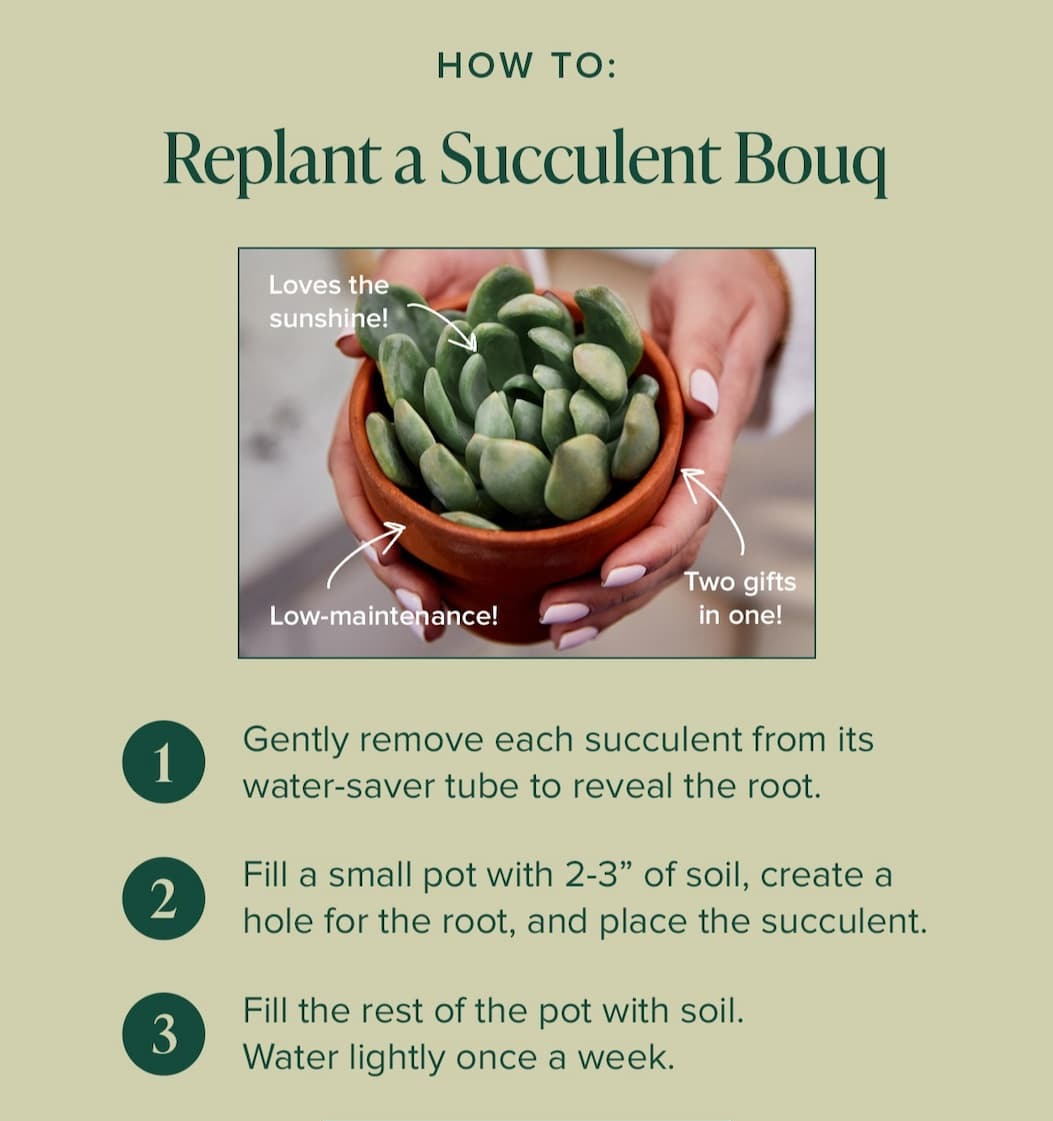 How To: Replant a Succulent Bouq. (1) Gently remove each succulent from its water-saver tube to reveal the root. (2) Fill a small pot with 2-3" of soil, create a hole for the root, and place the succulent. (3) Fill the rest of the pot with soil. Water lightly once a week. Shop 