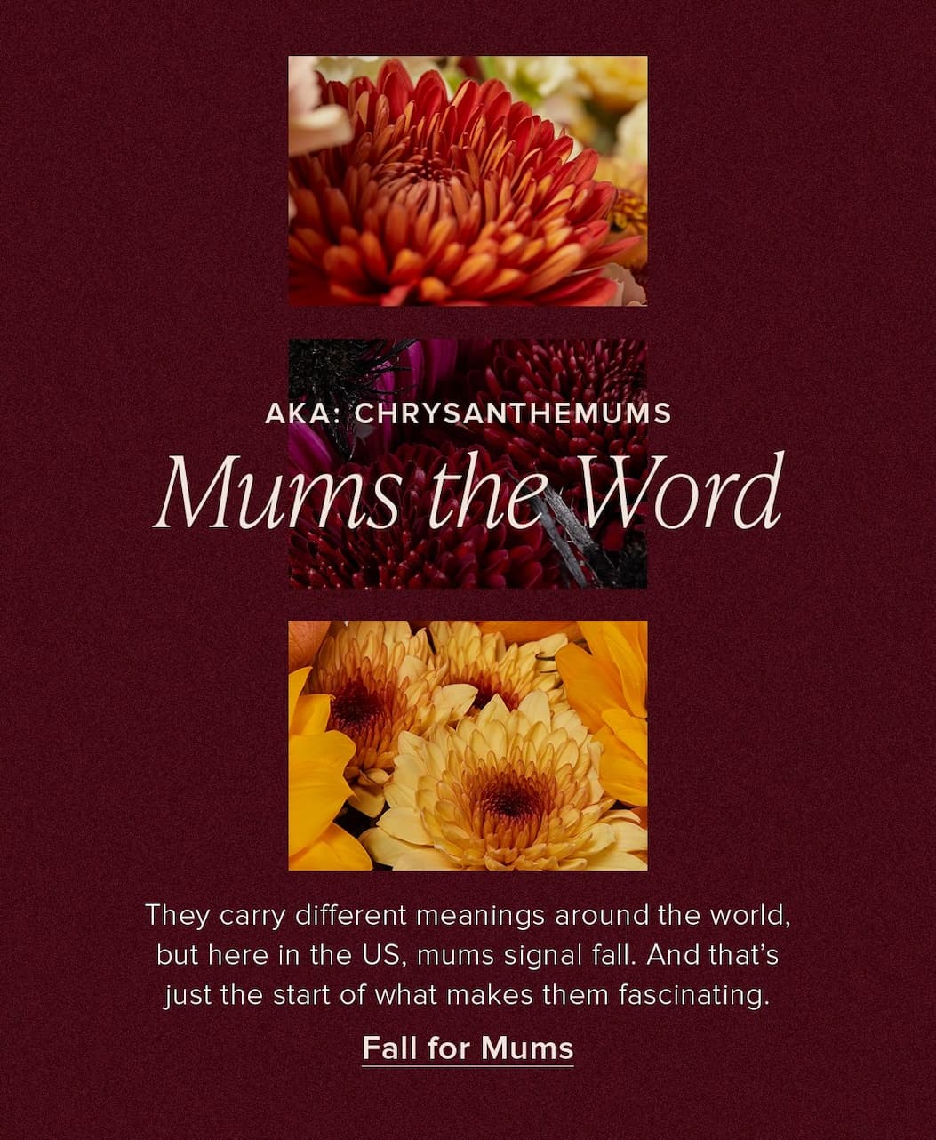 Mums the Word (AKA: Chrysanthemums). They carry different meanings around the world, but here in the US, mums signal fall. And that's just the start of what make them fascinating. Fall for Mums. 