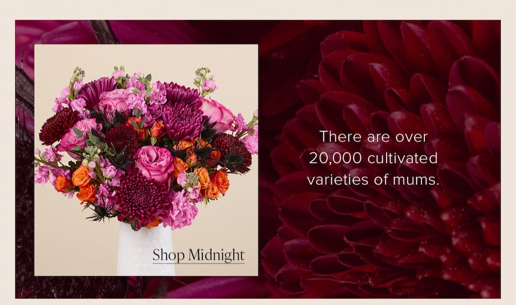 There are over 20,000 cultivated varieties of mums. Order the mum inclusive Midnight Bouqs. 