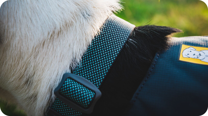 An up close shot of the Hi & Light Collar