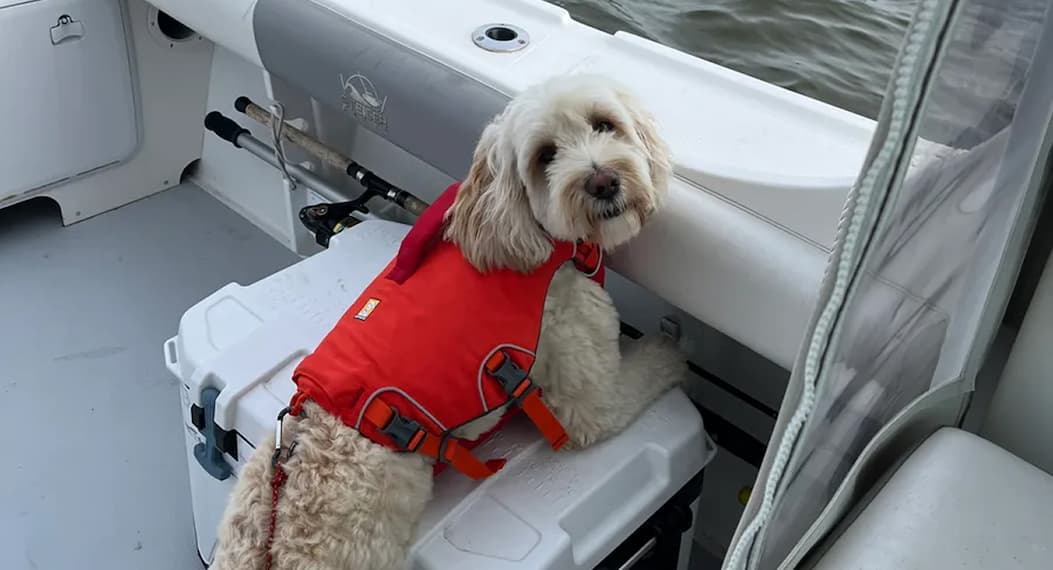 A white doodle wears the Confluence on their boat.