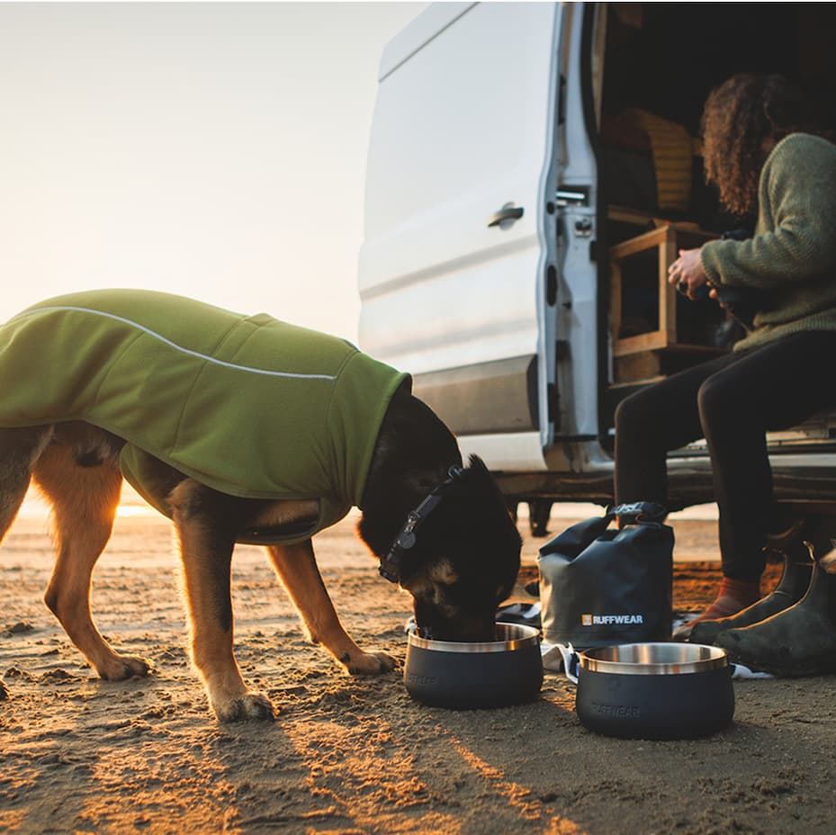 A dog eats out a bowl on the beach.