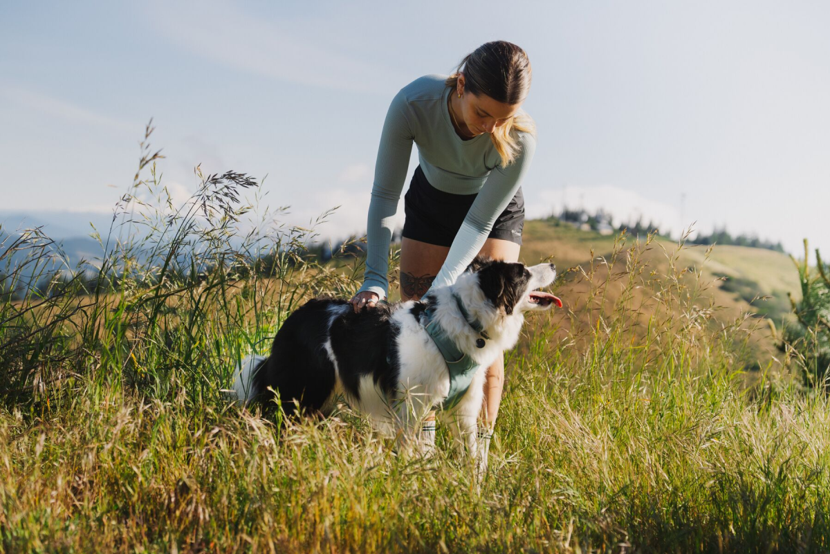 Dog and human connection amongst the high grass hilltop