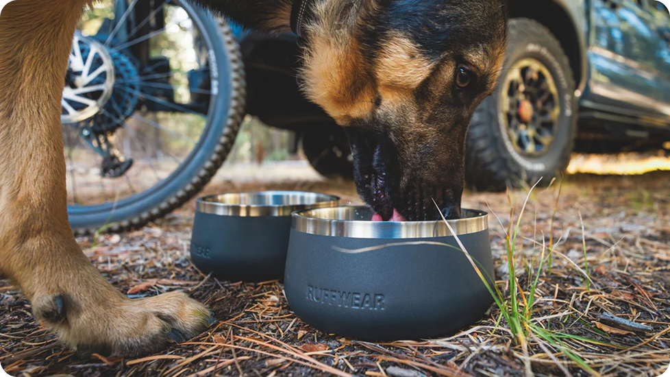 A dog drinks out of a Basecamp™ Bowl while camping.