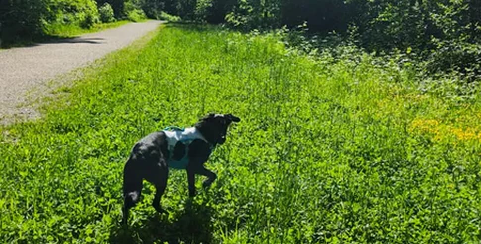 An Australian Shepherd wears the Swamp Cooler Harness in the summer